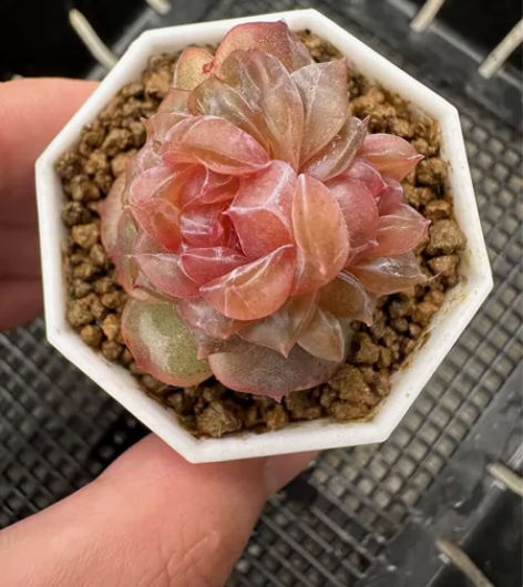 秘境优选糖心,宫花个体,母本级别非小苗,数...