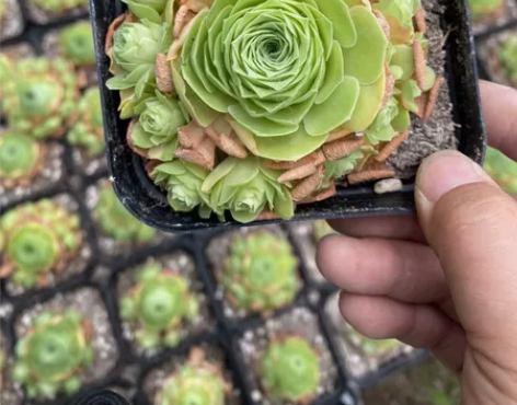 山地玫瑰多肉植物毛绒杂加纳利 10方杯毛加...