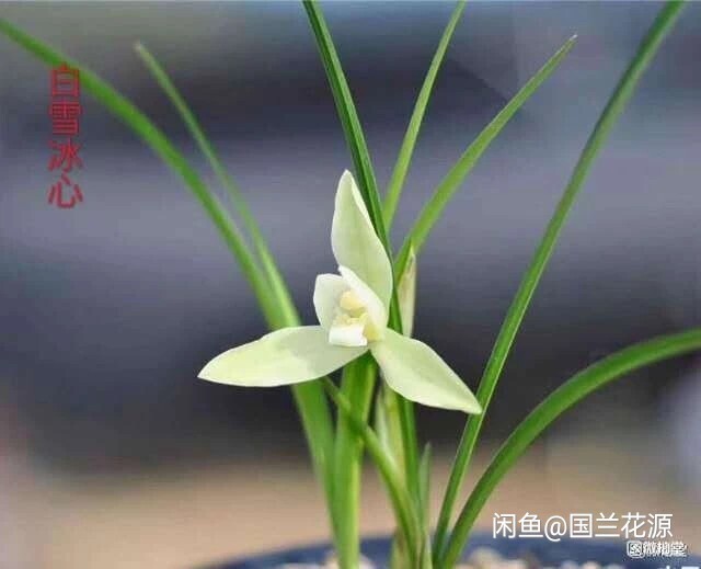 春兰 白雪冰心3苗2芽