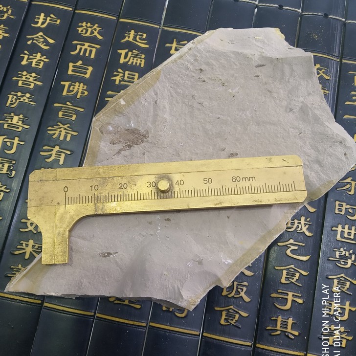 道虎沟昆虫化石