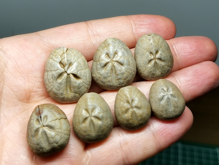 海胆化石三组,一组7枚,尺寸1.5-2.5...