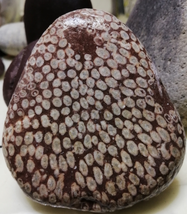 精品古生物化石#珊瑚化石
