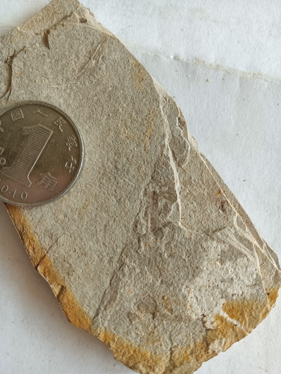 宁城道虎沟昆虫化石标本第九组科普标本一起转...