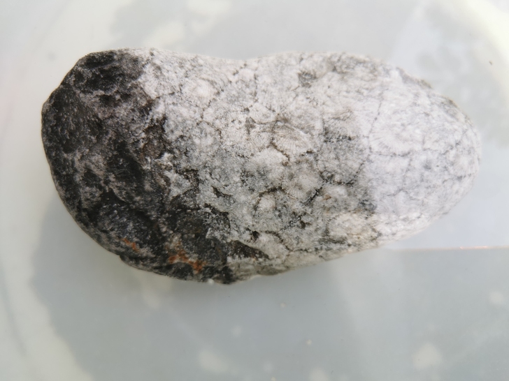 化石 古生物化石珊瑚 六方珊瑚原石,河床卵...