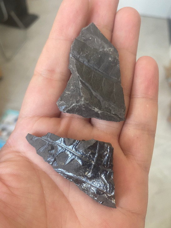 古生物化石标本蕨类植物化石，2块打包处理，...