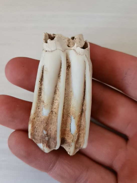 大型古生物牙化石,不知道是不是恐龙牙齿。品...