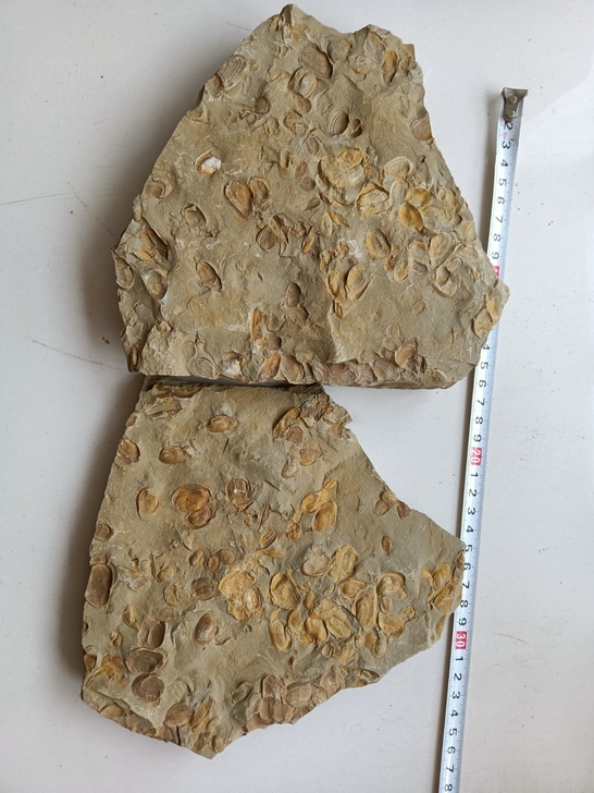 额尔古纳蚌化石，适合收藏馈赠朋友科普研究两...