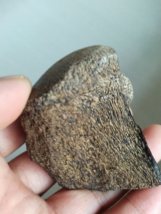奇石~(老骨头化石)~自己捡的老骨头化石，...