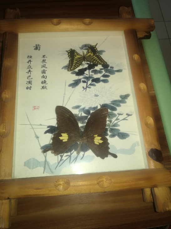 二幅蝴蝶标夲挂画，30x36㎝。50元出