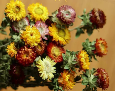 天然小雏菊干花真花风干ins网红花装饰摆件...