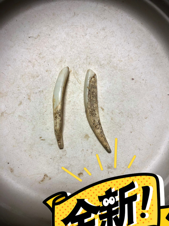 古生物牙齿化石,山洞里捡的