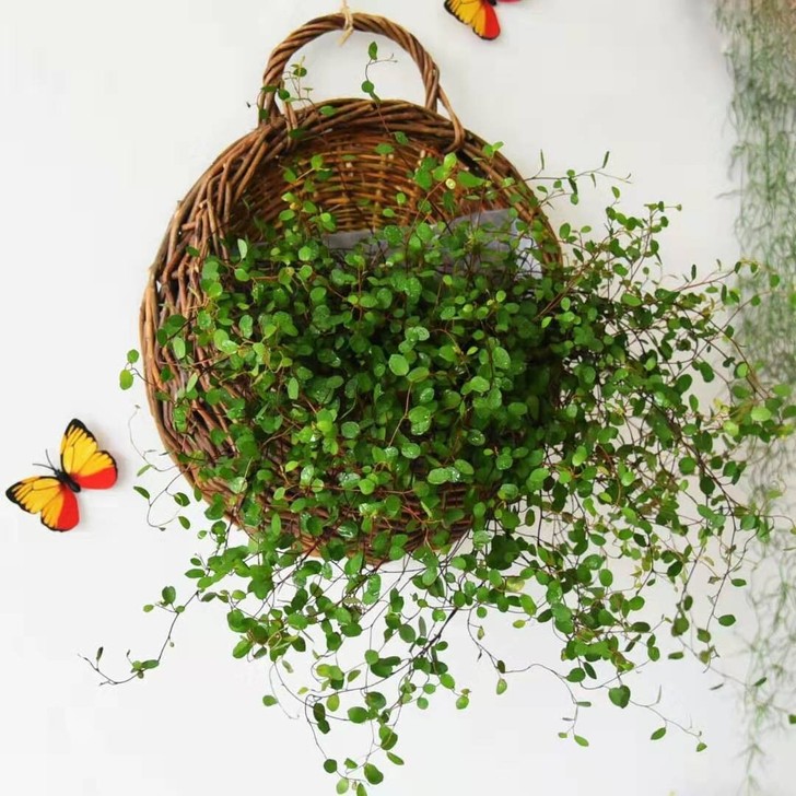 花篮壁挂式花盆挂篮藤编吊篮编织吊兰花盆墙上...