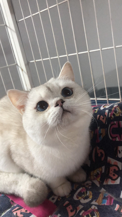银点猫咪种公借配，大脸萌娃！要身材有身材，...