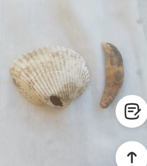 石器时代,贝壳项饰,品相好,完整,包真包老...