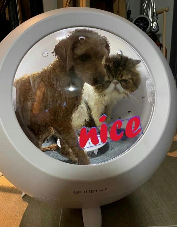 宠物烘干箱猫咪吹风机狗洗澡吹干神器家用猫吹...