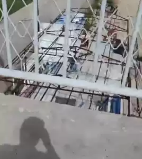 急卖!急卖!急卖!出售马杰斯特,大绵羊大踏...