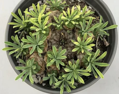 城南别院 峨眉山多肉植物 单头 群生 一...