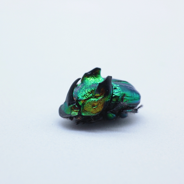 昆虫标本|恶魔绿蜣螂