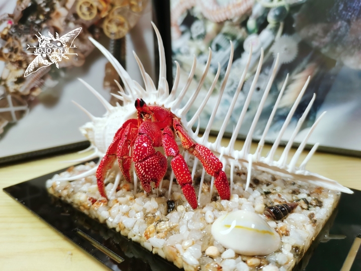 草莓寄居蟹标本 螃蟹标本 昆虫甲虫标本 工...