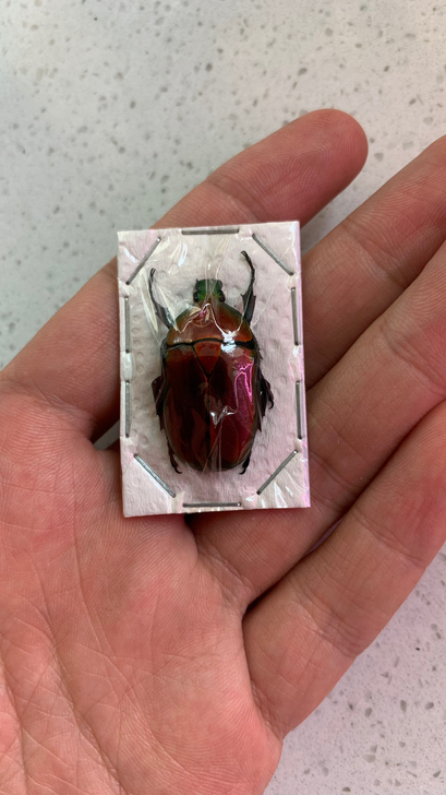 红色花金龟昆虫标本甲虫蝴蝶蜻蜓