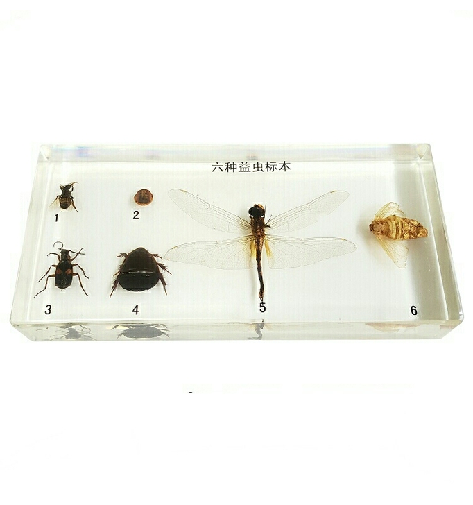 全新学生教具六种益虫标本 昆虫标本 蜻蜓蜜...