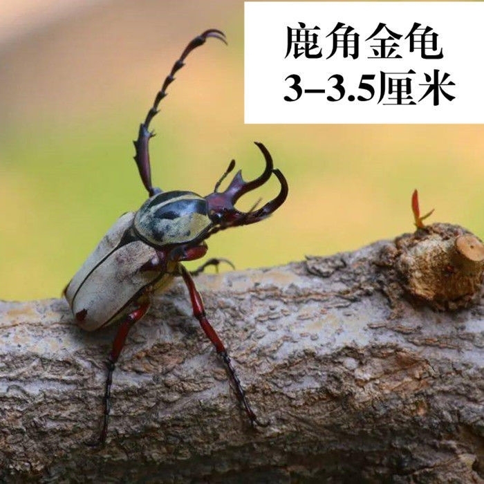 昆虫标本真虫动物锹甲原虫练手湿虫拍照道具自...