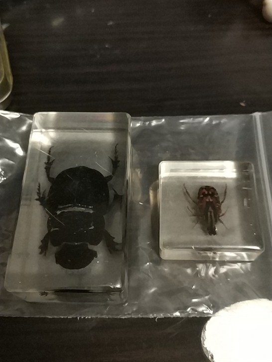昆虫标本滴胶两个,29包邮,特殊物品售出不退