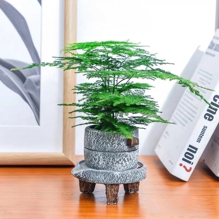 （文竹石墨盆）文竹盆栽云竹家庭绿植美化环境...