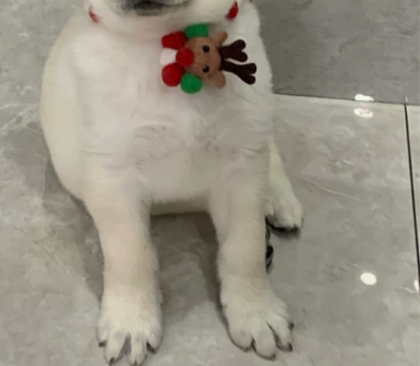 自提自家养的拉布拉多幼犬，拉不拉多幼犬宠物...