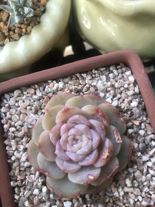 溜溜多肉们 神奇 纯爱 天鹅绒 凌波仙子等