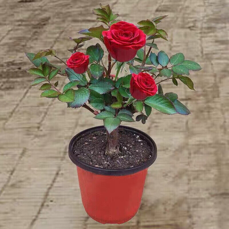 玫瑰花苗老桩花卉观花绿植物室内阳台盆栽大花...