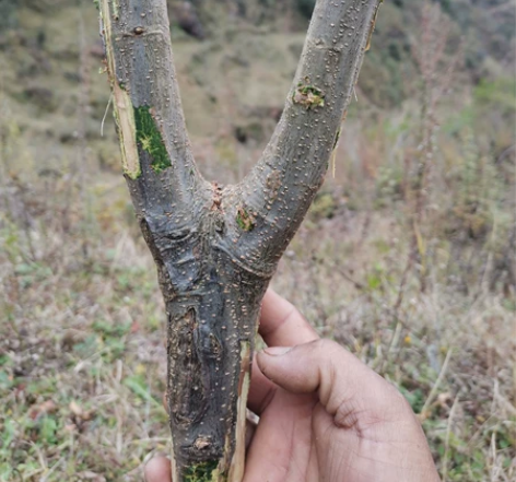 纯木野生纯木，备注，不满18岁的不要玩弹弓...