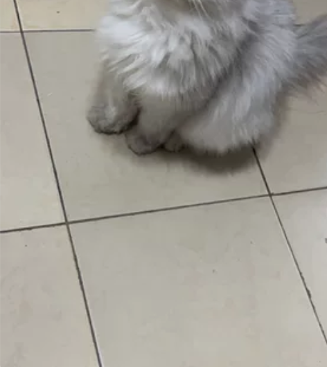 找上门女婿，石岛的，可以给个小猫  感兴趣...