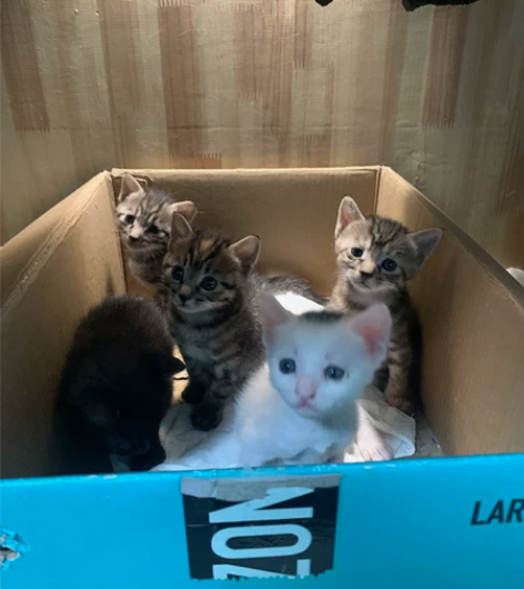 一个三毛白猫一个玄猫谁要呀,现在长大一些了...