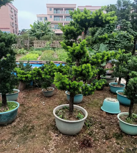特大长飘进口小叶金钻罗汉松,场地清货。 高...