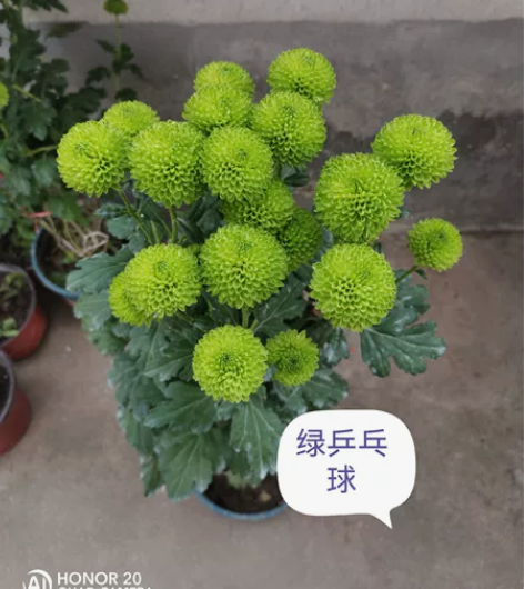 绿乒乓球菊花,有喜欢的私信。 感兴趣的话点...