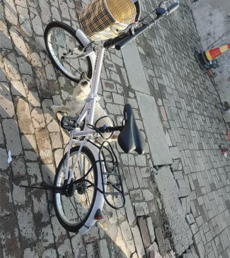 闲置折叠自行车 感兴趣的话点“我想要”和我...