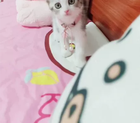 【聪明】【乖巧】【黏人】极品完美五粉美短猫...