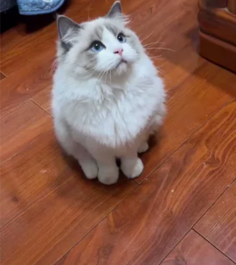 乐山市中区出布偶猫,同父同母弟弟妹妹各剩最...