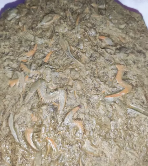 飞燕化石,上面有好多个,挺漂亮的,36元包...