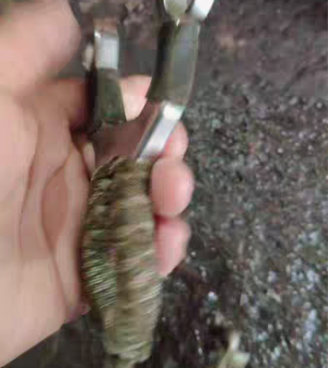 不锈钢弹弓，原价一百二十多买回来的，现在不...