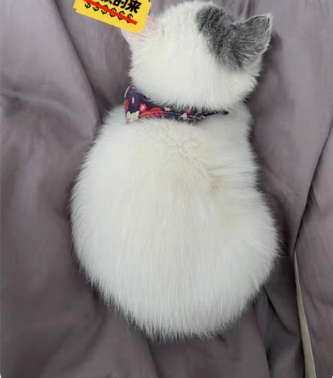 长期猫咪狗狗宠物上门喂养服务 邗江区周边...