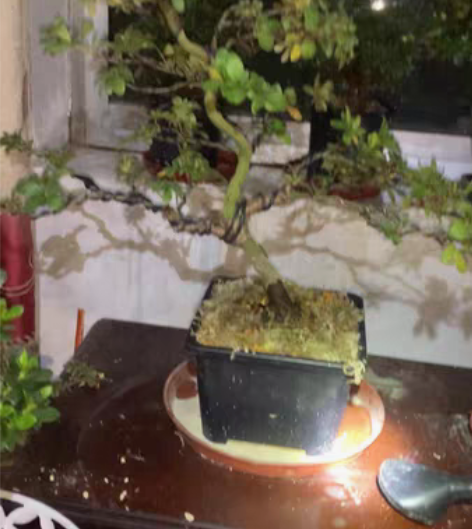 皋月杜鹃紫慕情，岛国进口，粗2高50 感兴...