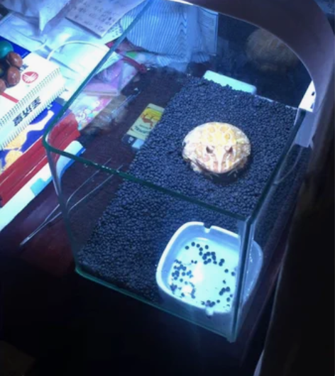 活体角蛙黄金蛙招财蛙，养了4年了，变得越来...